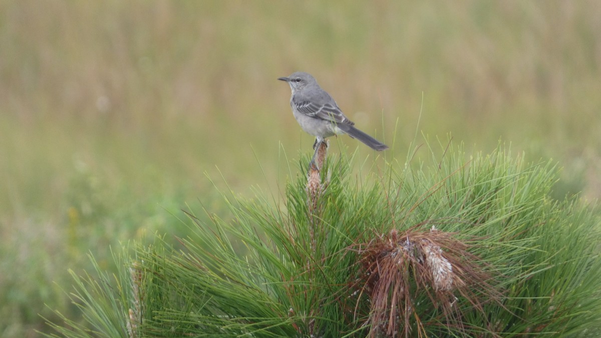 Northern Mockingbird - ML642994747