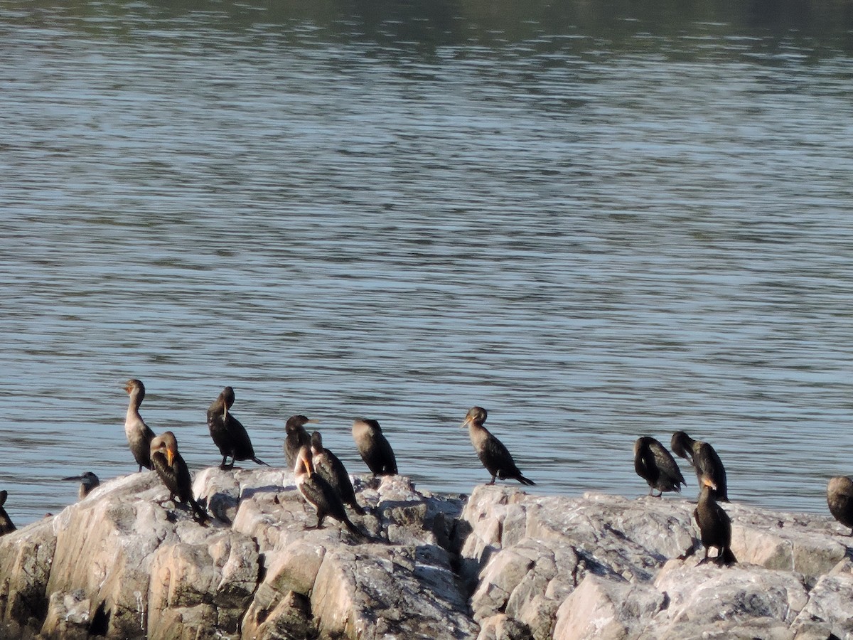 Double-crested Cormorant - ML642994752