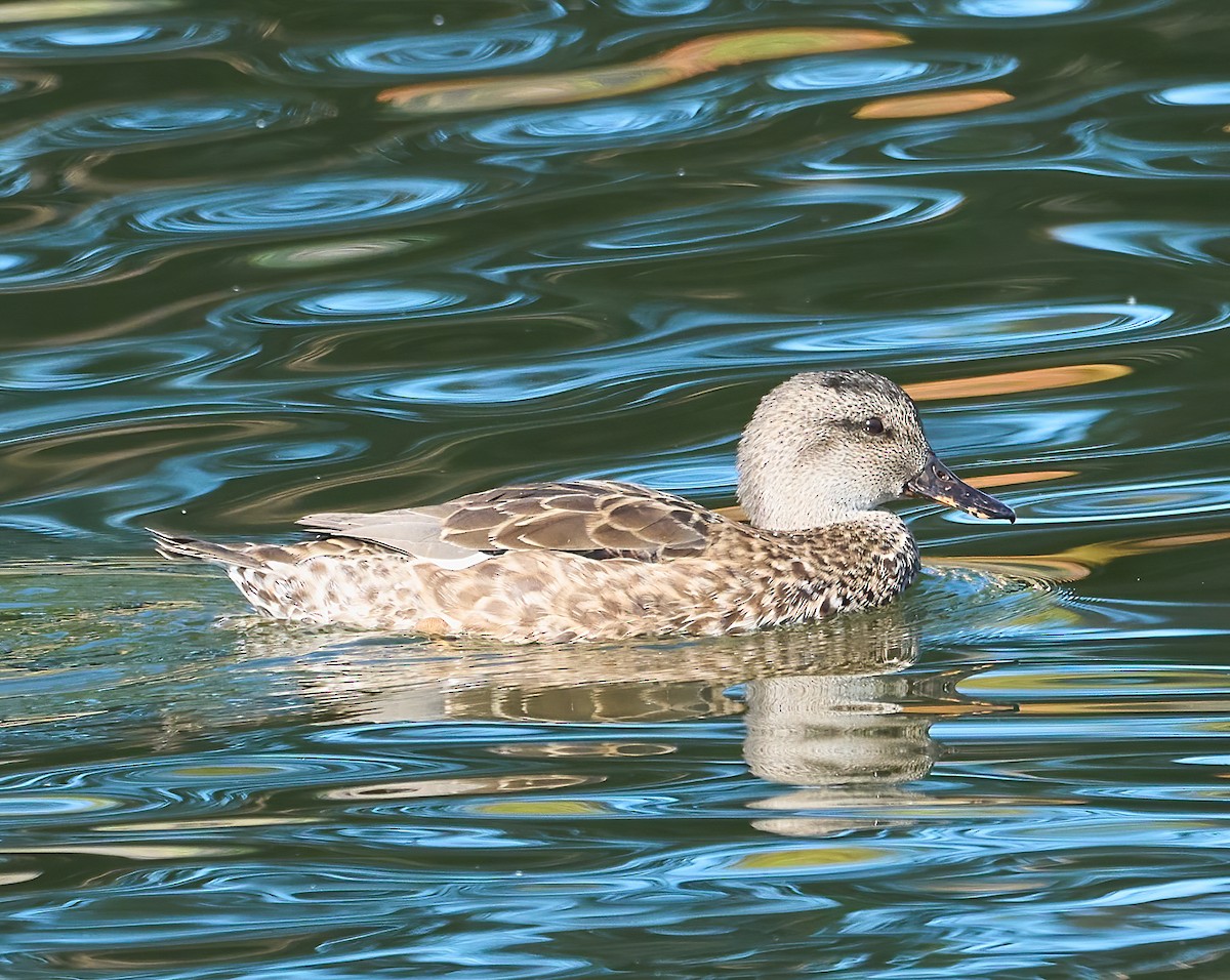 Gadwall - ML642994759