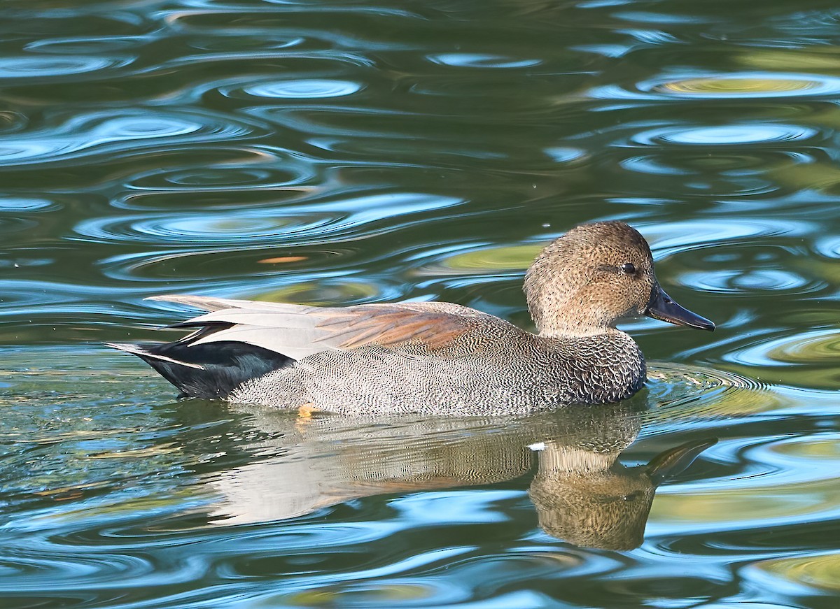 Gadwall - ML642994760