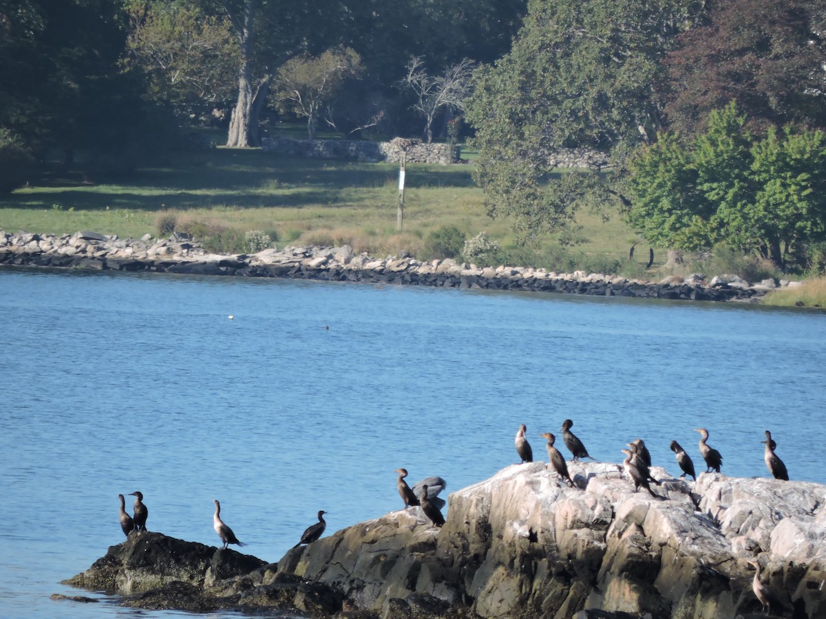 Double-crested Cormorant - ML642994763