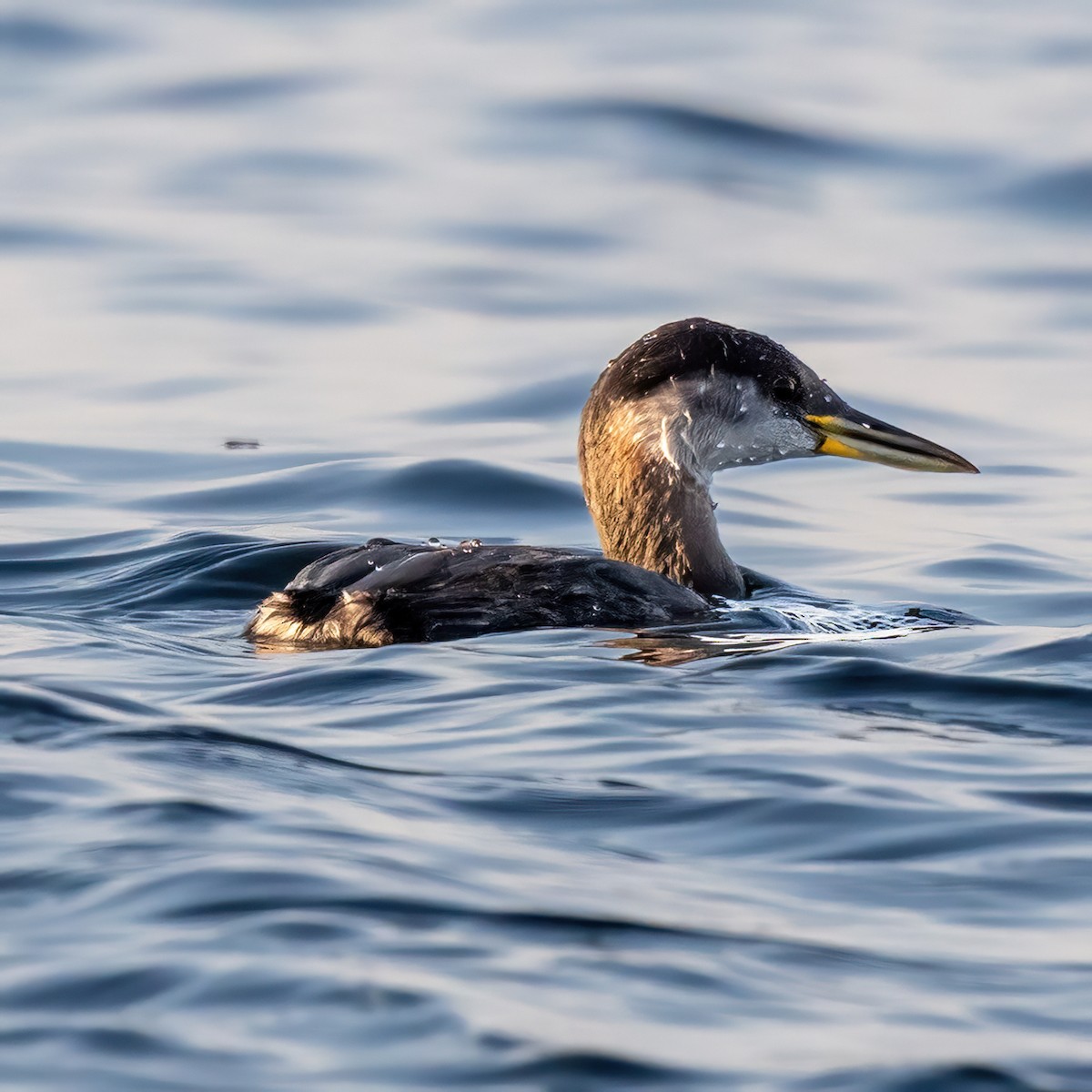 Red-necked Grebe - ML642994764