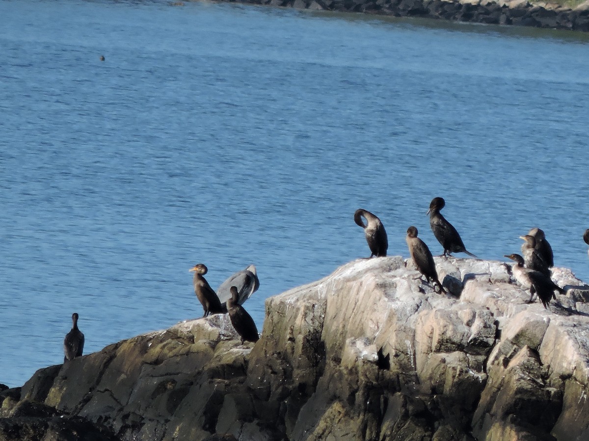 Double-crested Cormorant - ML642994768