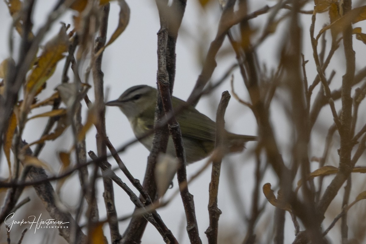 Vireo occhirossi - ML642994770