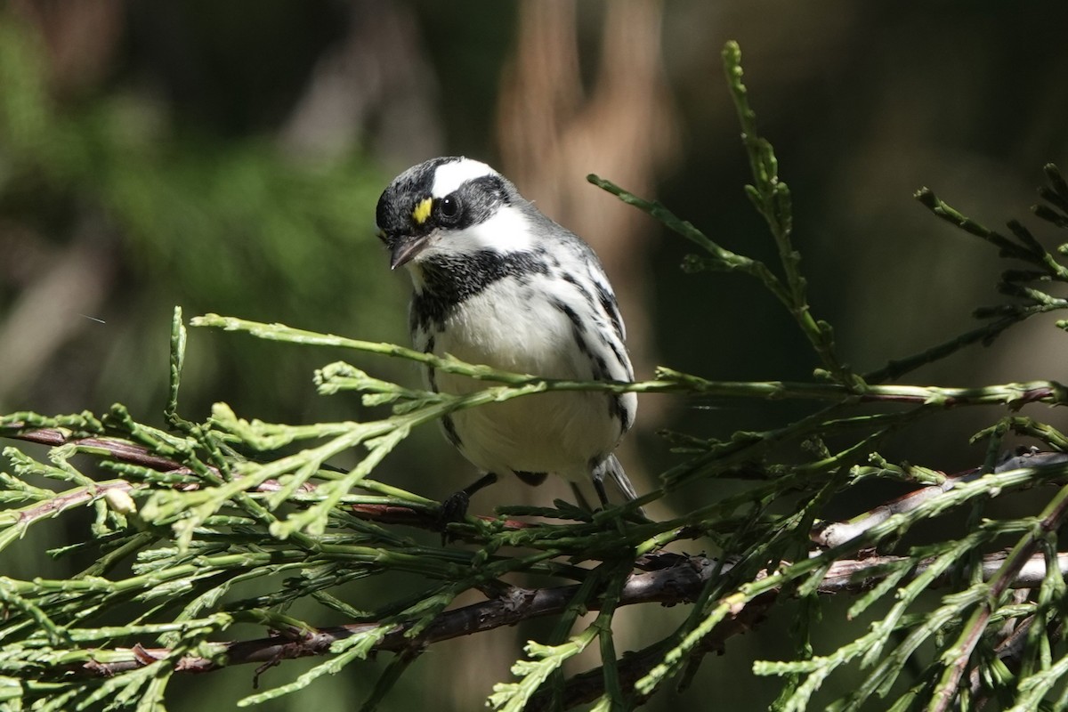 Black-throated Gray Warbler - ML642994773