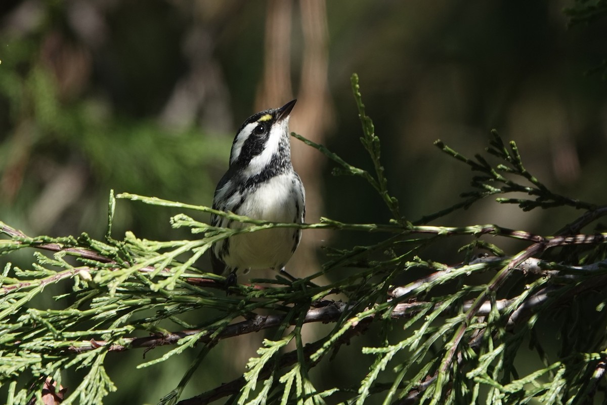 Black-throated Gray Warbler - ML642994774