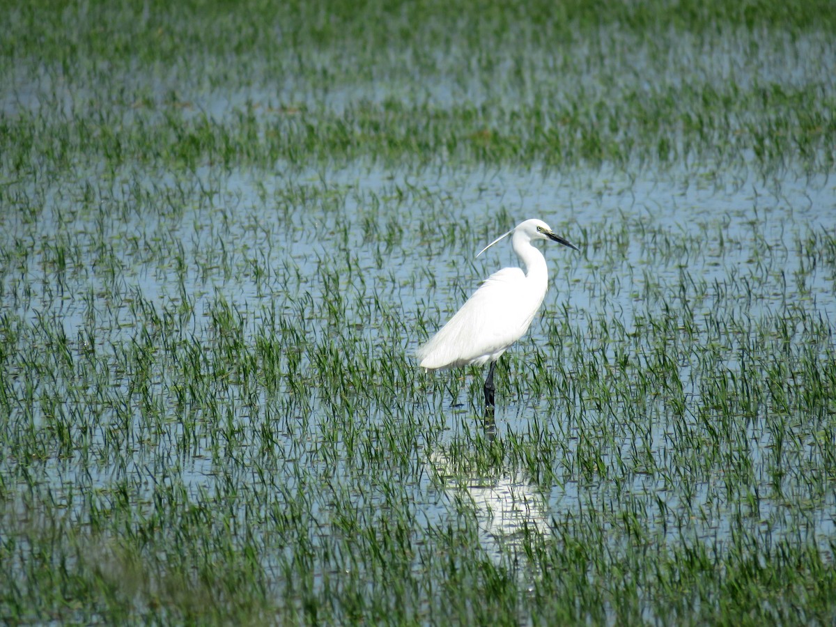 Little Egret - ML642994790