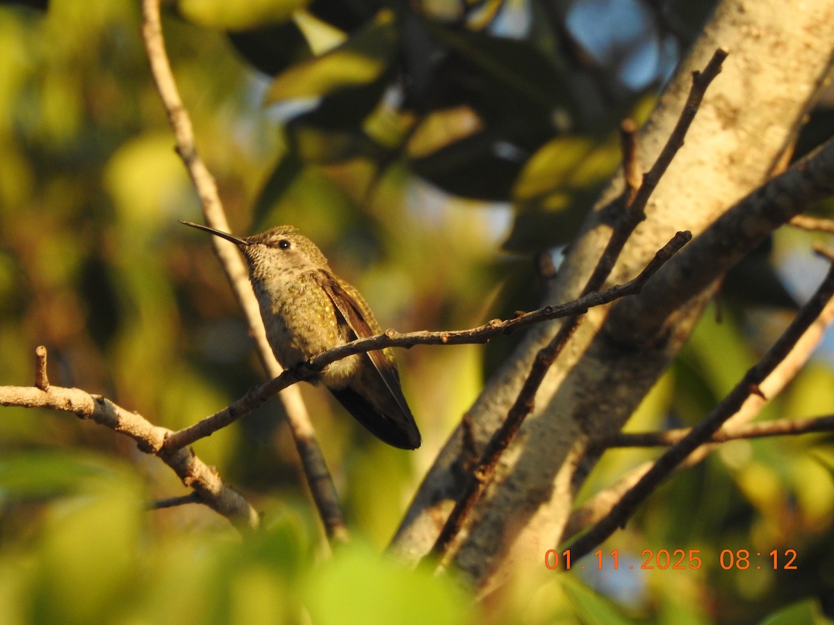 Rufous/Allen's Hummingbird - ML642994794