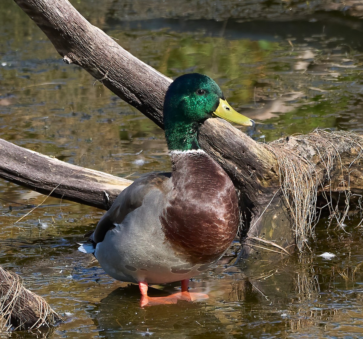 Mallard - ML642994795