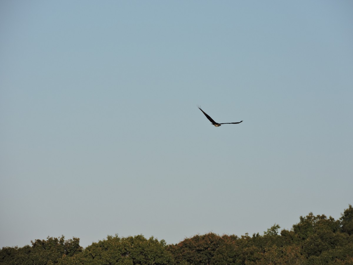 Osprey - ML642994802