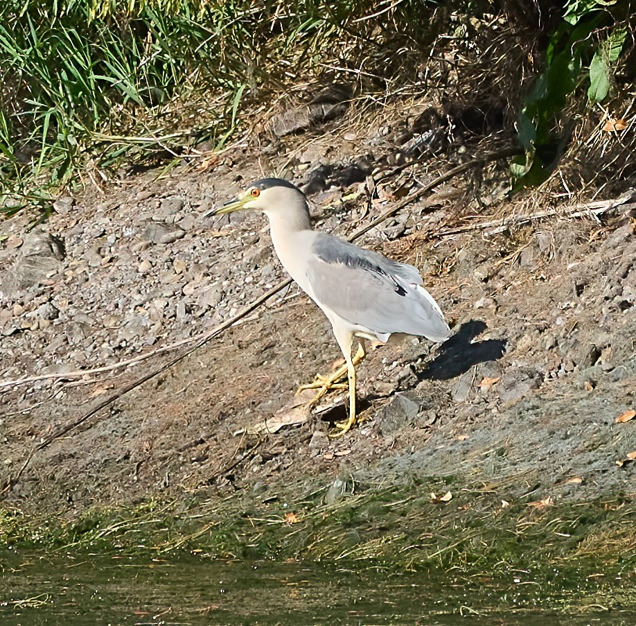 Black-crowned Night Heron - ML642994818