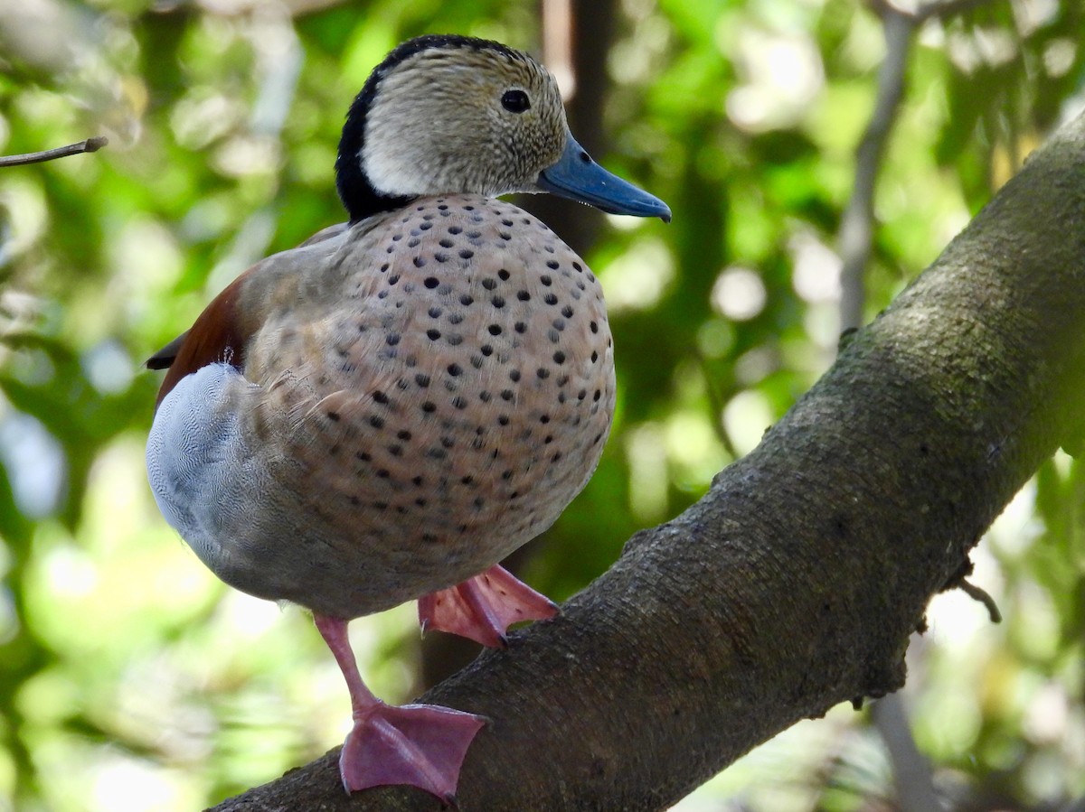 Ringed Teal - ML642994838