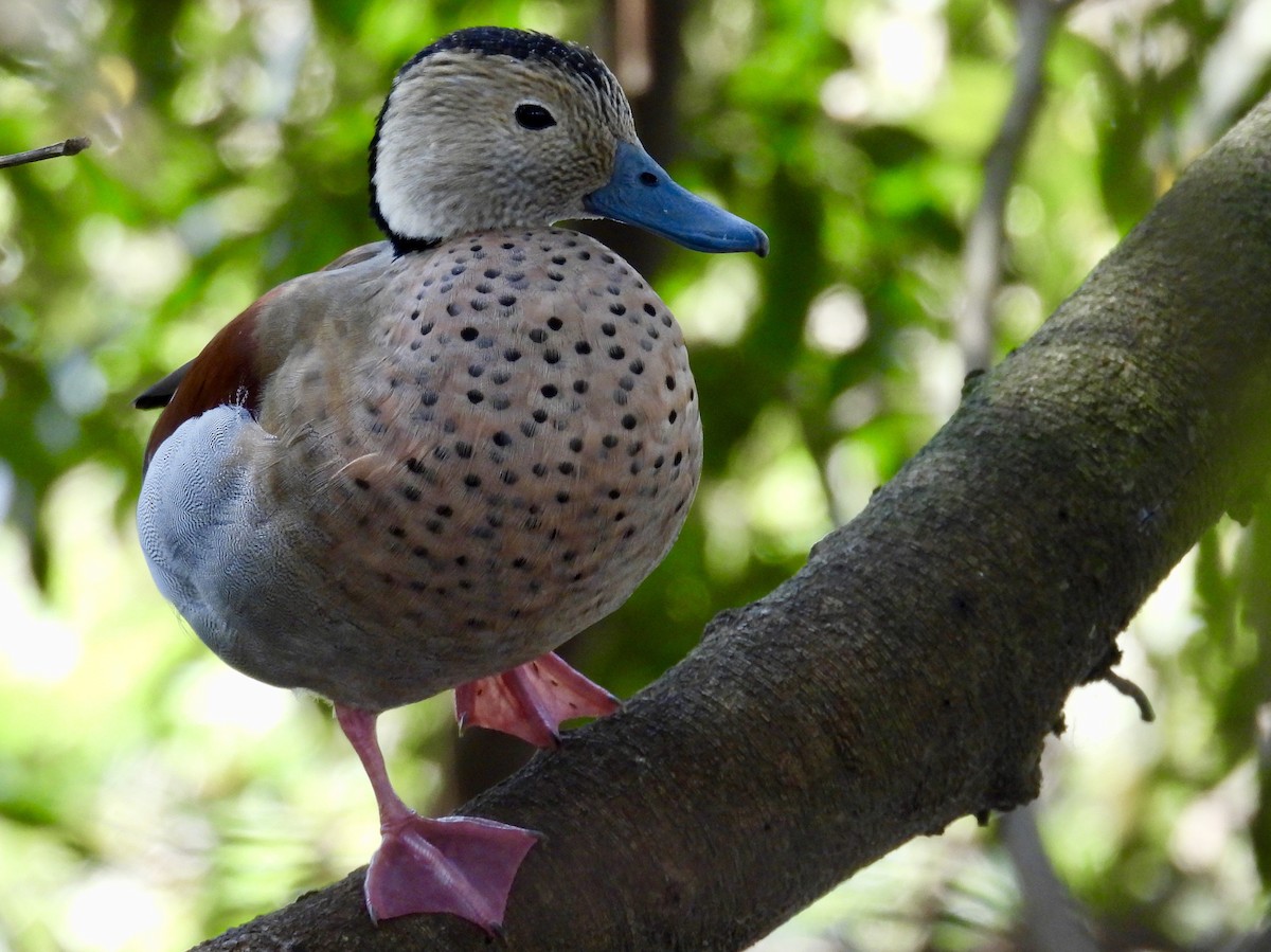 Ringed Teal - ML642994839
