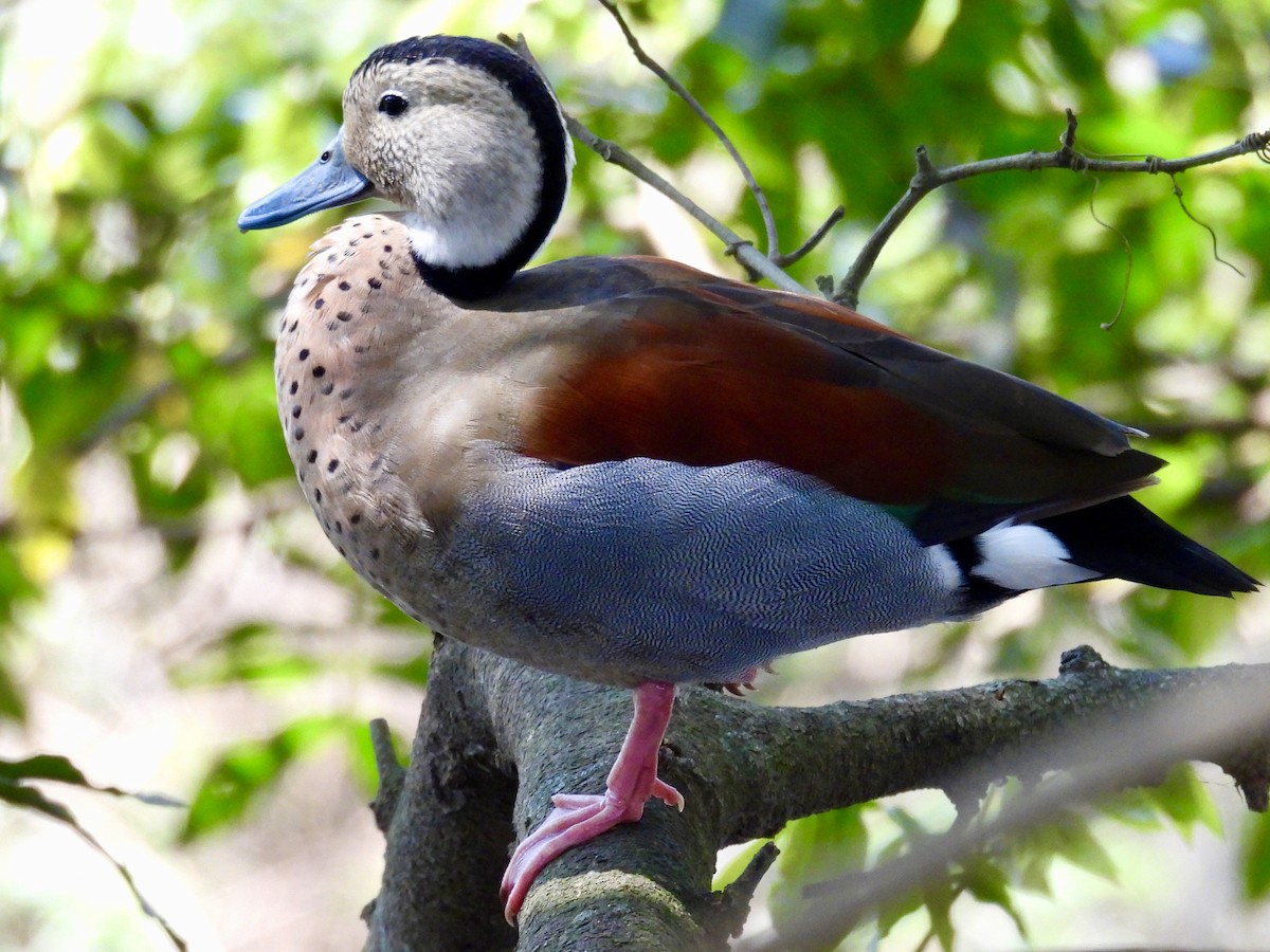 Ringed Teal - ML642994840