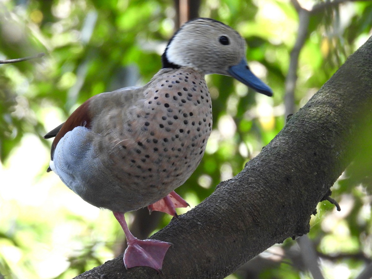 Ringed Teal - ML642994841