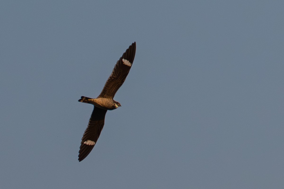 Engoulevent piramidig - ML642994845