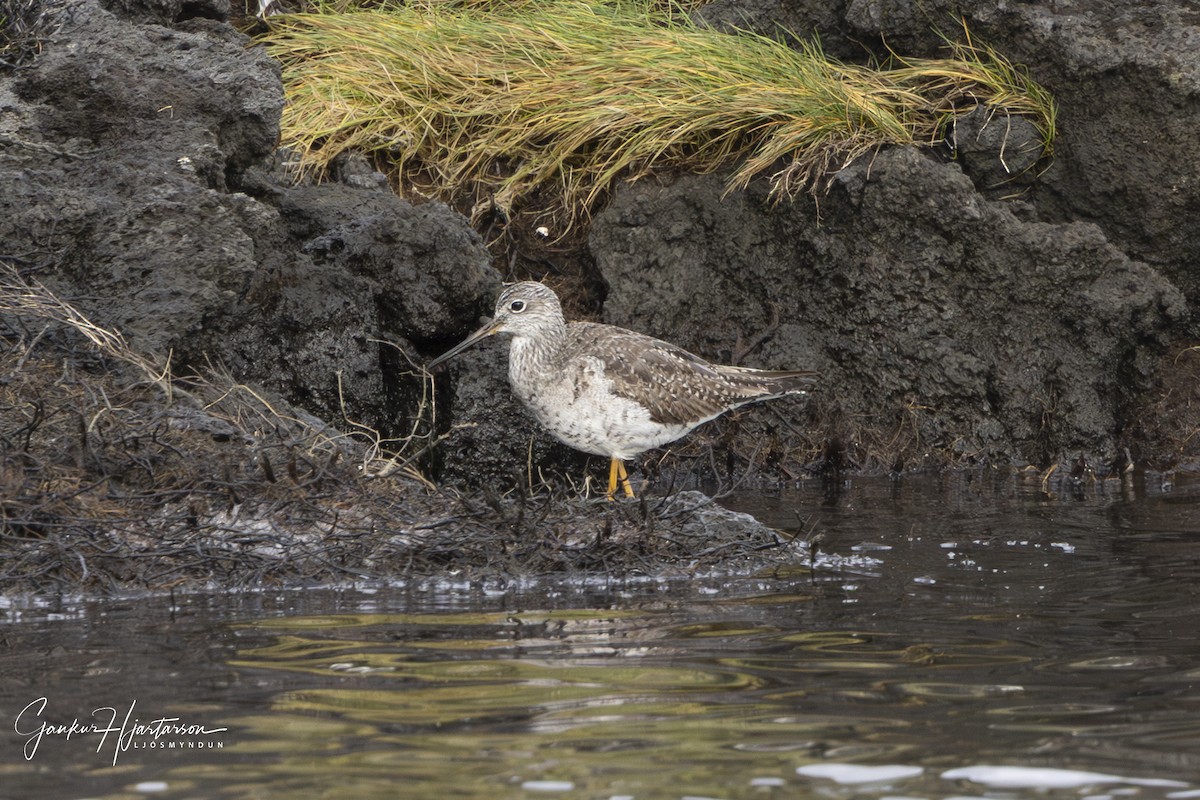 Greater Yellowlegs - ML642994868