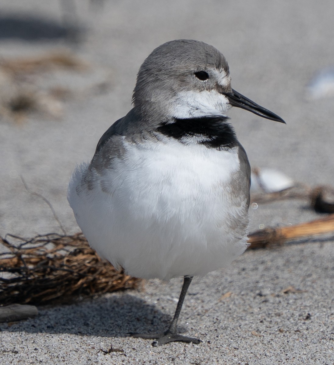 Wrybill - ML642994869