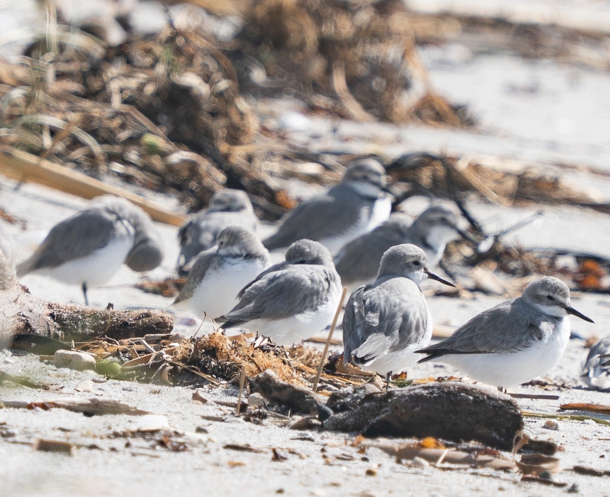 Wrybill - ML642994870