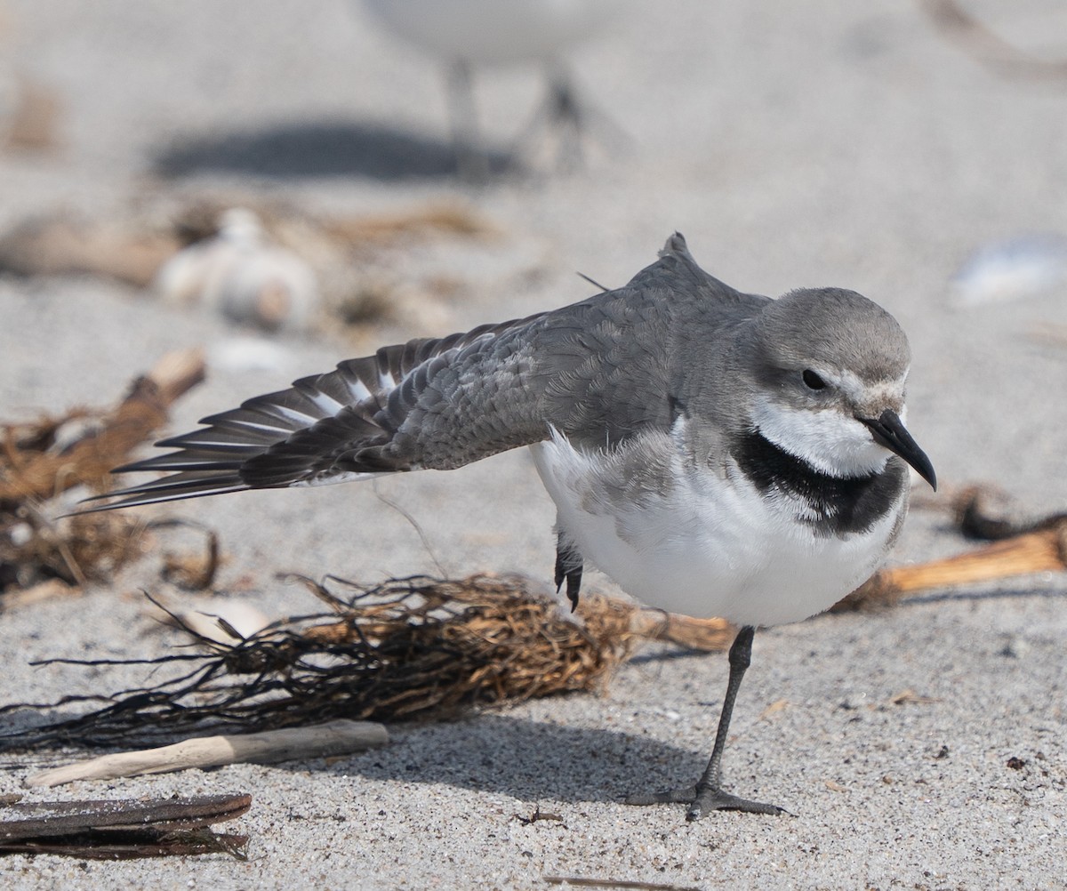 Wrybill - ML642994871