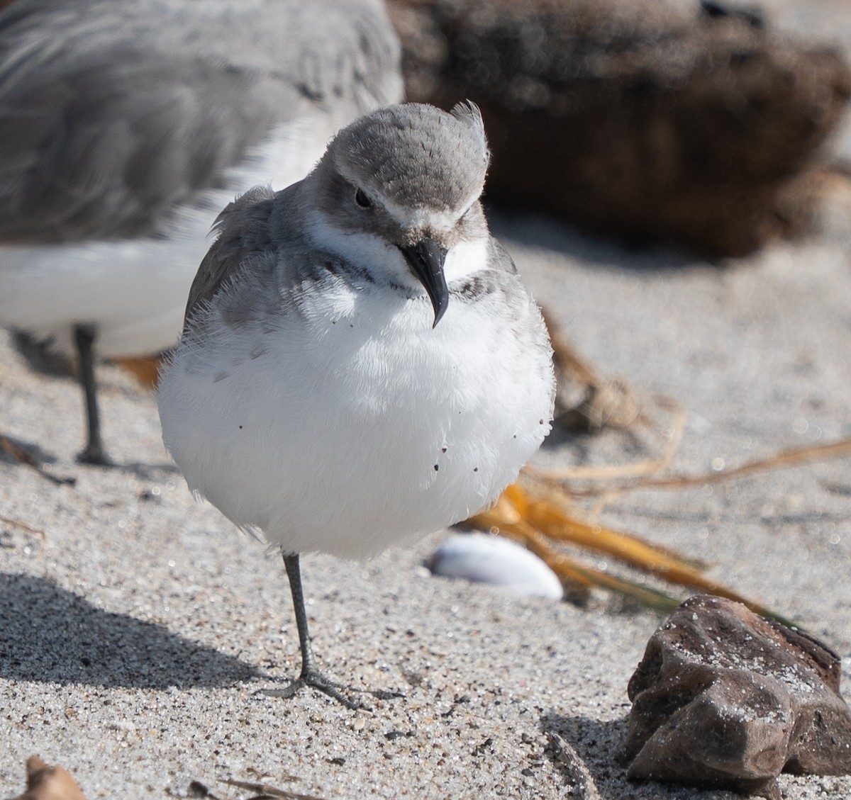 Wrybill - ML642994873