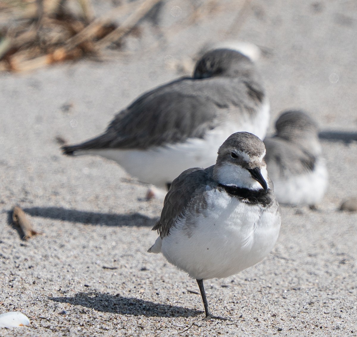 Wrybill - ML642994874