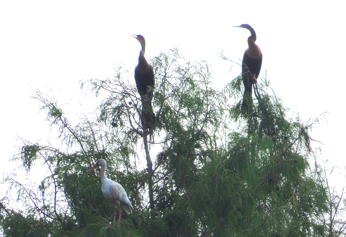 Anhinga - ML642994879