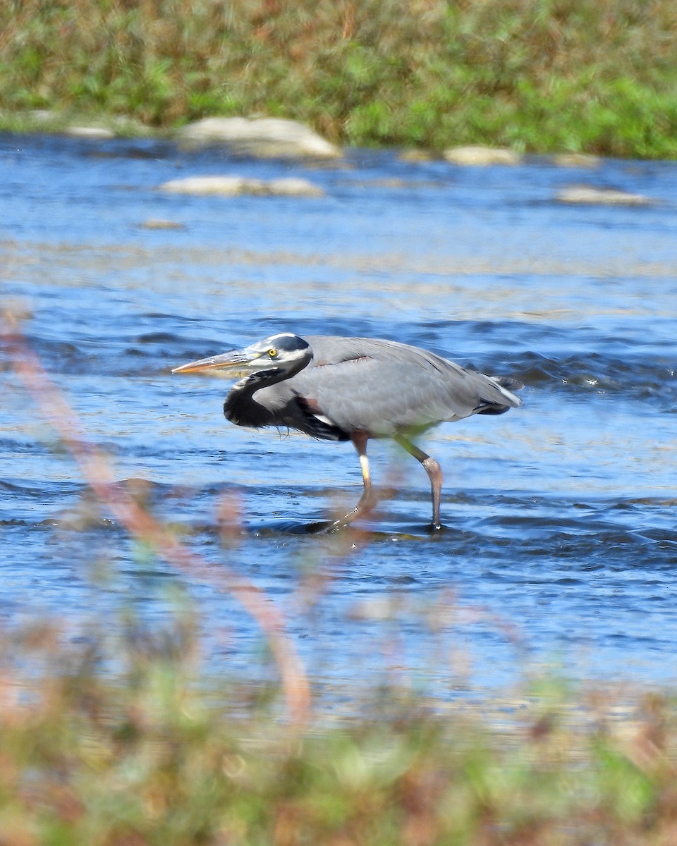 Great Blue Heron - ML642994893