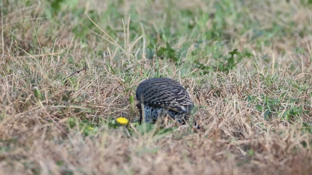 Northern Flicker - ML642994897