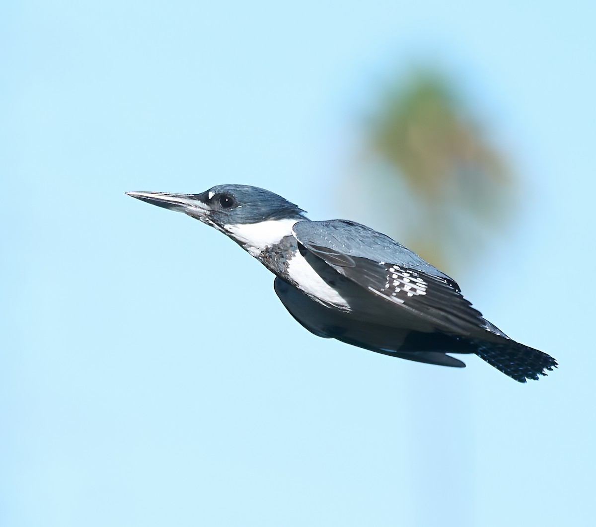 Belted Kingfisher - ML642994919