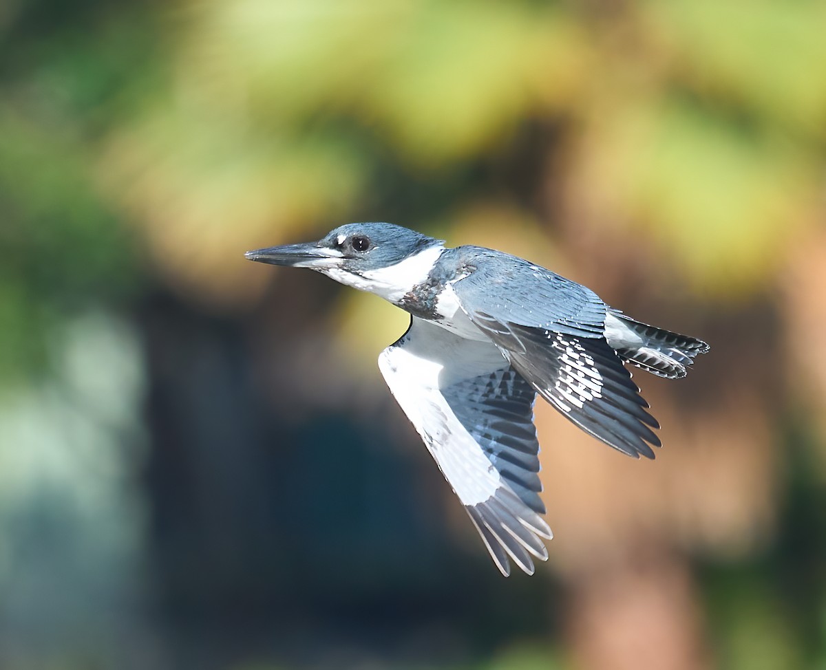Belted Kingfisher - ML642994920