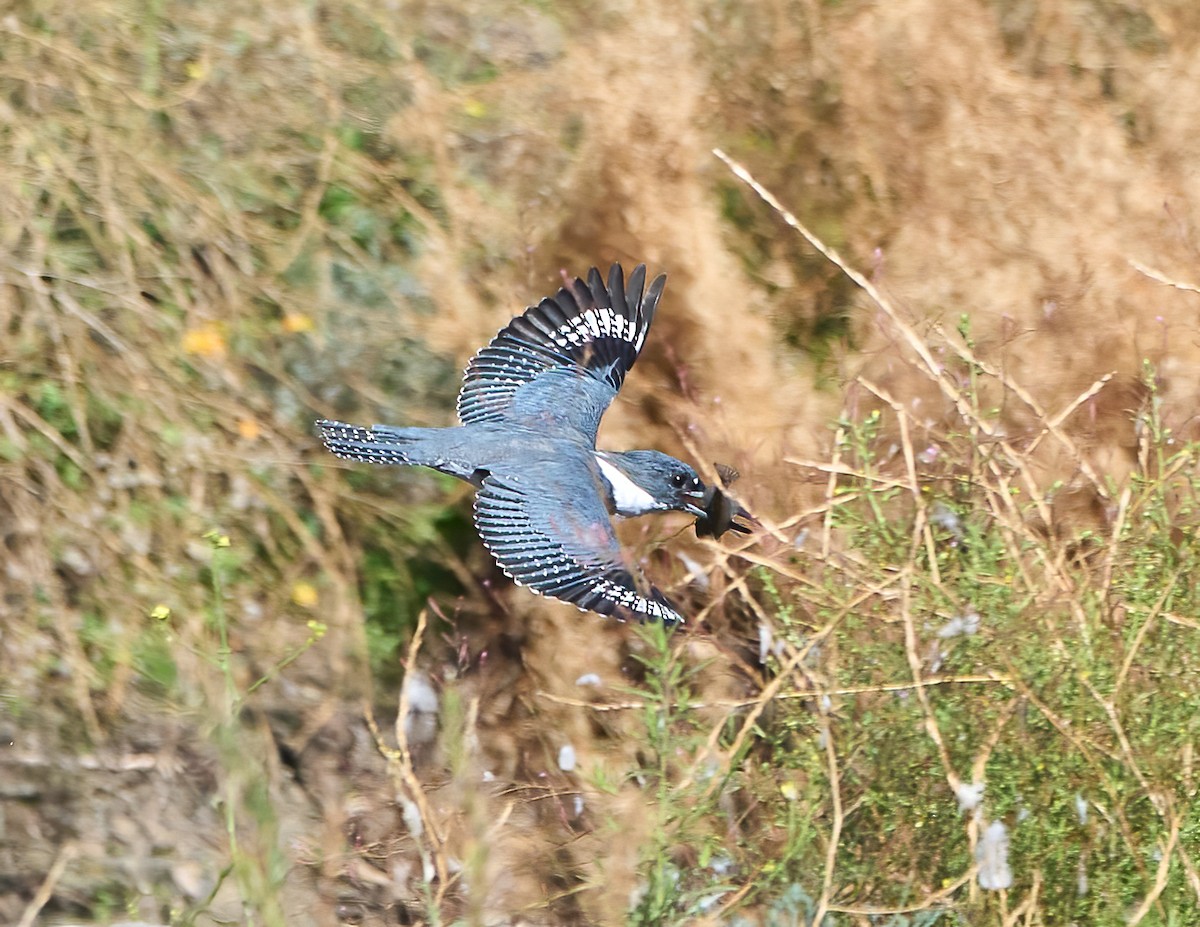 Belted Kingfisher - ML642994921