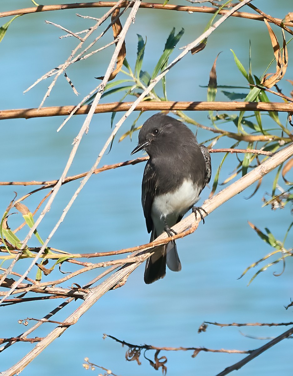 Black Phoebe - ML642994943