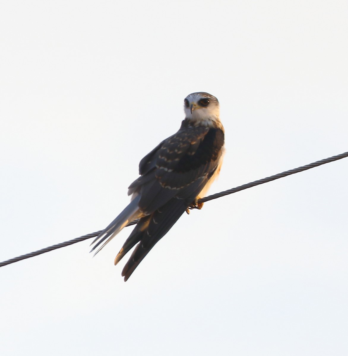 White-tailed Kite - ML642994954