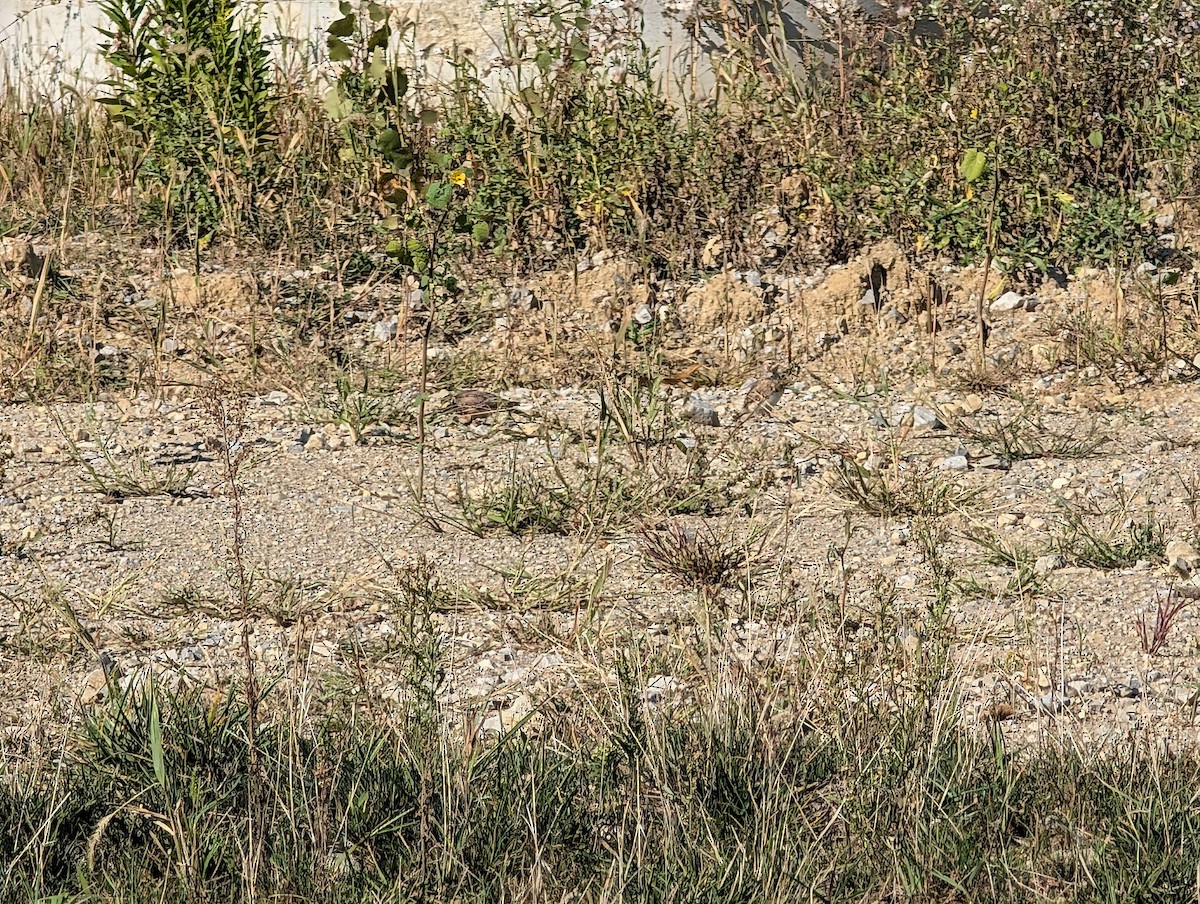 Hegatxabal adarduna - ML642994965