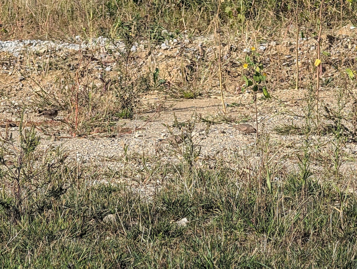 Hegatxabal adarduna - ML642994970