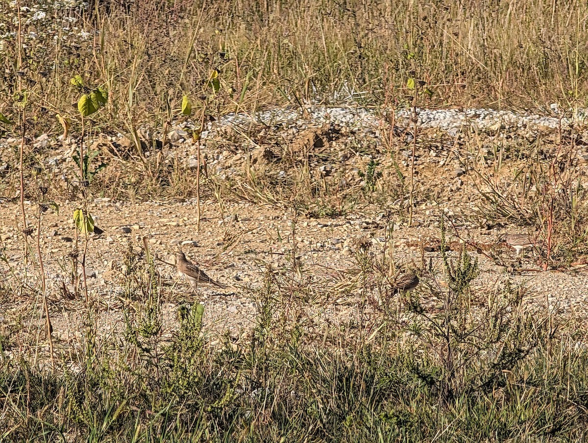 Hegatxabal adarduna - ML642994971