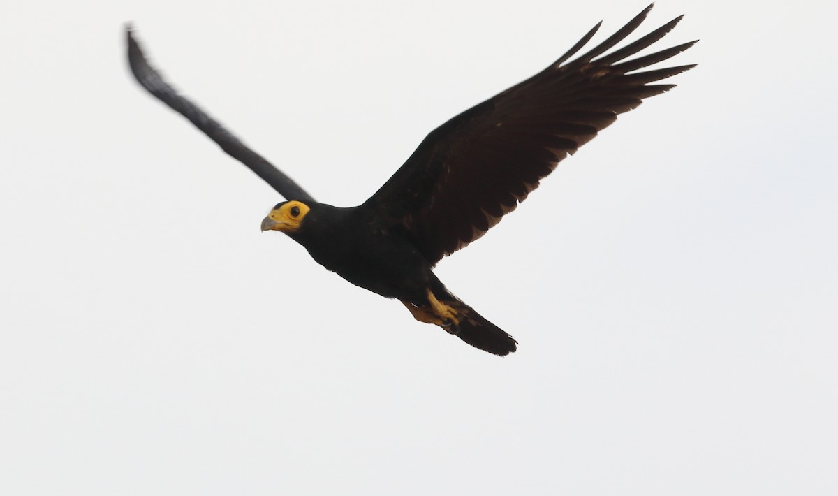 Black Caracara - ML642994975