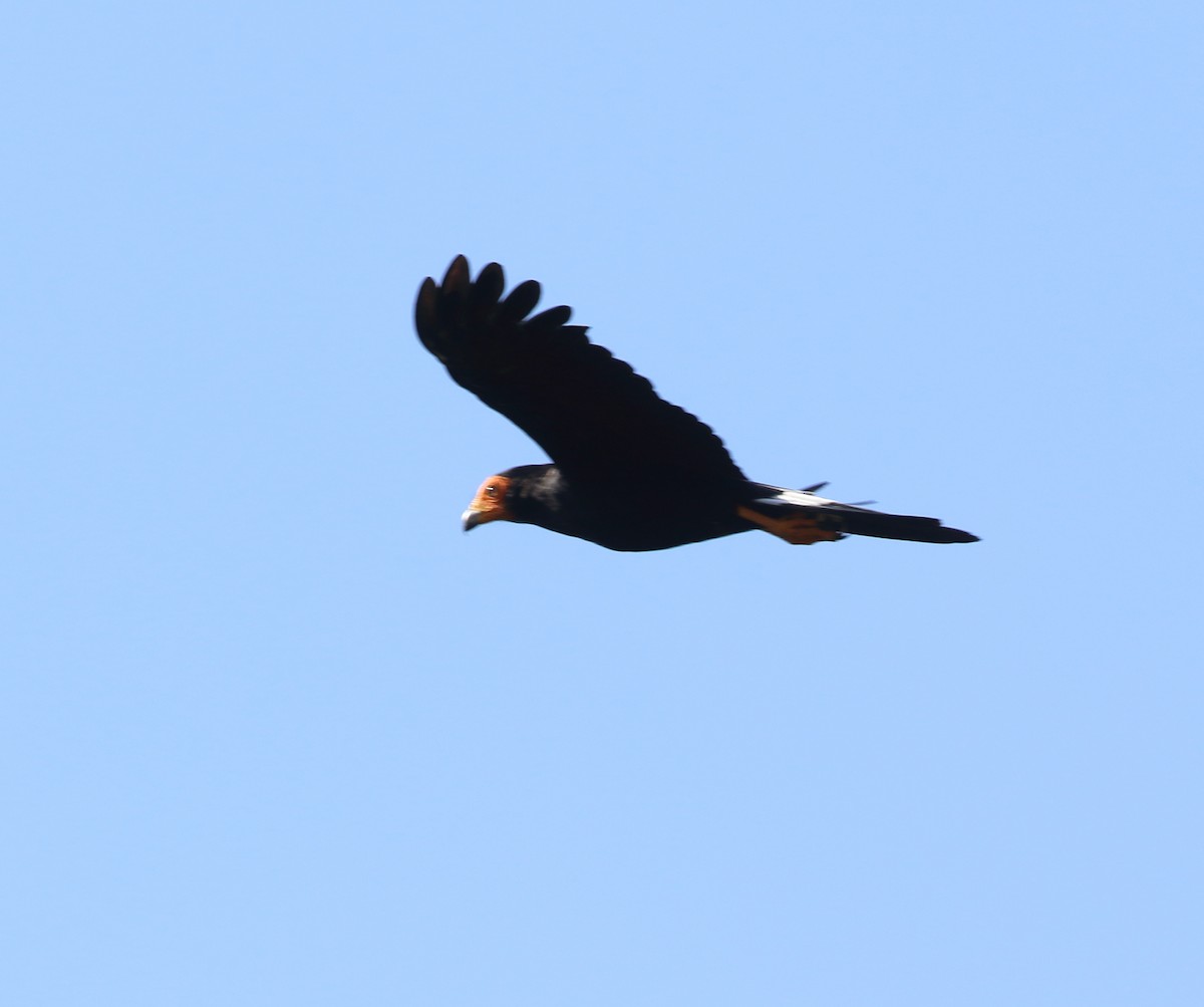 Black Caracara - ML642994976