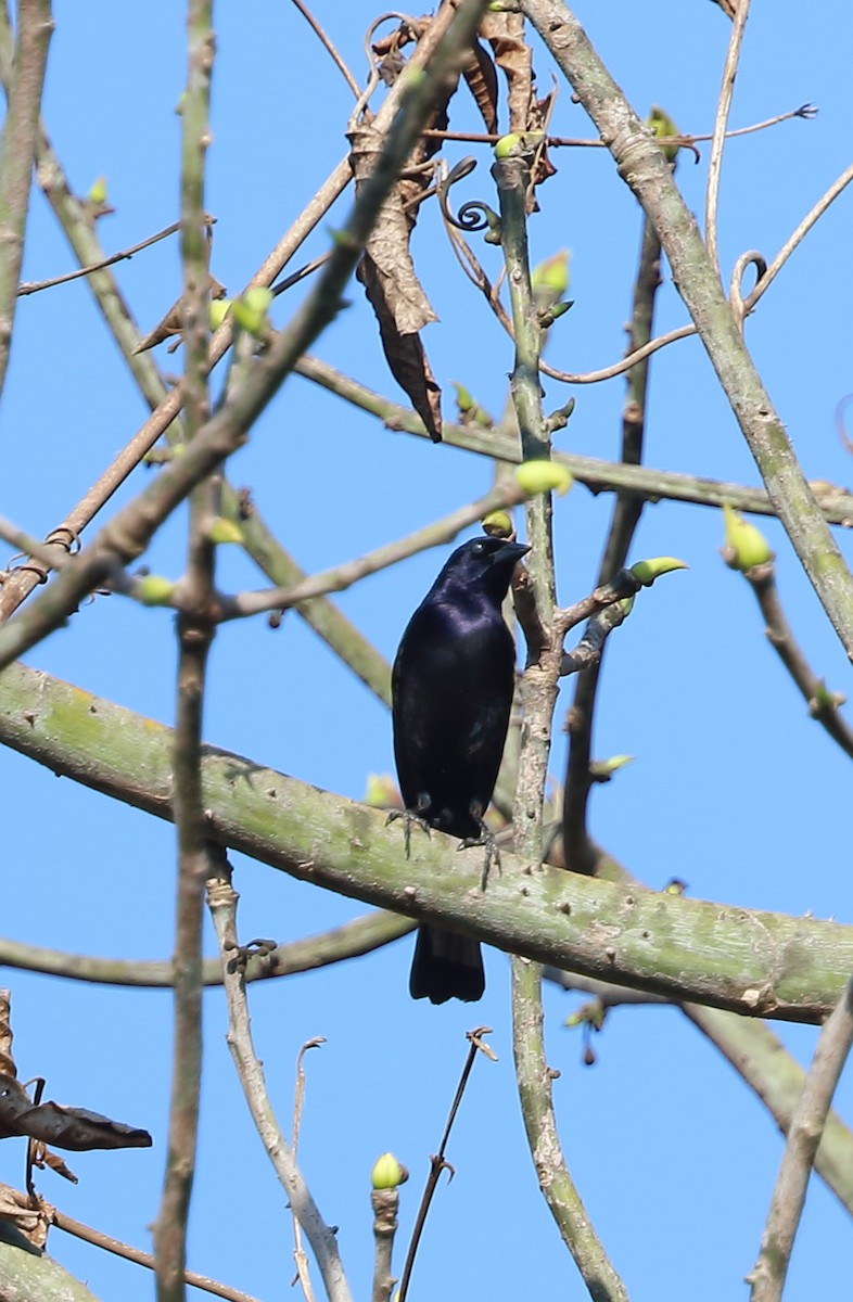 Shiny Cowbird - ML642994988