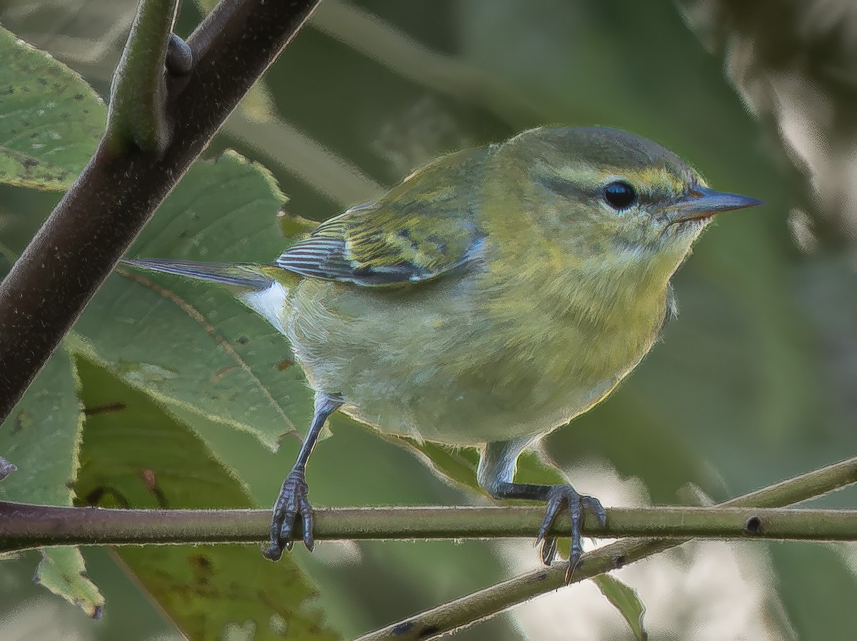 Tennessee Warbler - ML642994998