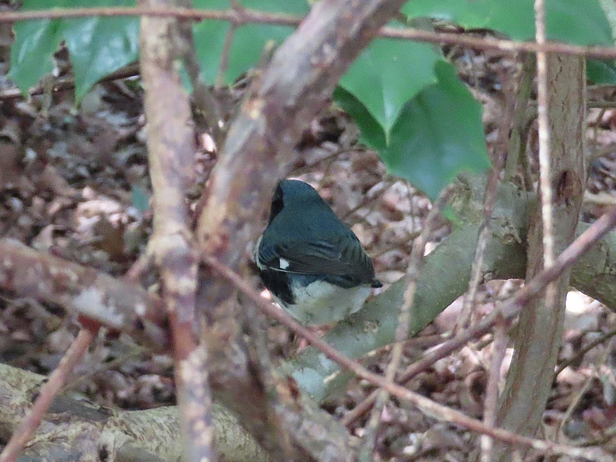 Black-throated Blue Warbler - ML642994999