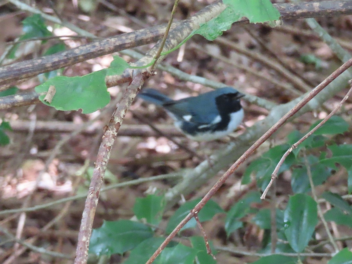 Black-throated Blue Warbler - ML642995000
