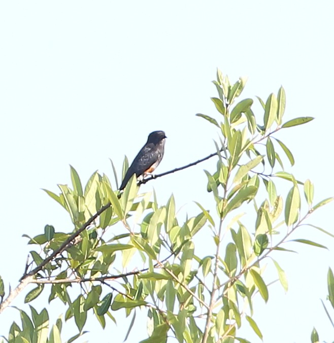 Swallow-winged Puffbird - ML642995014