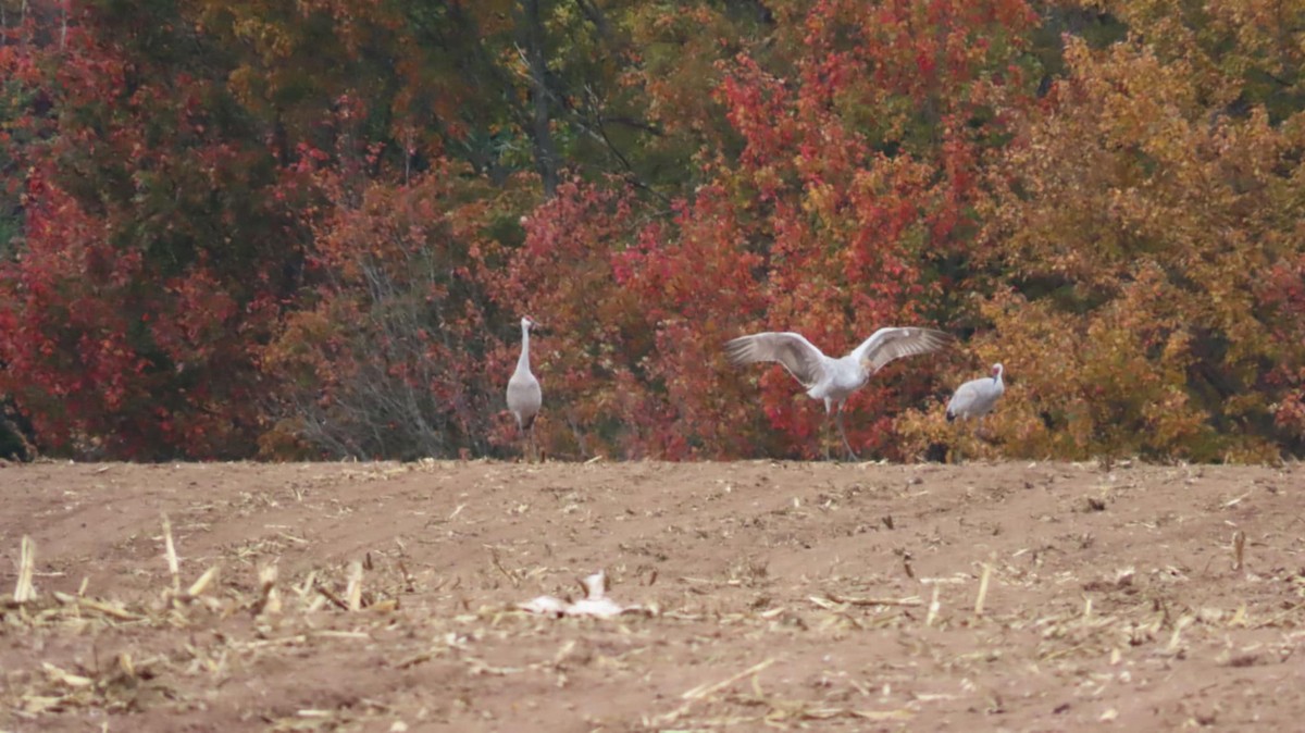 Sandhill Crane - ML642995022