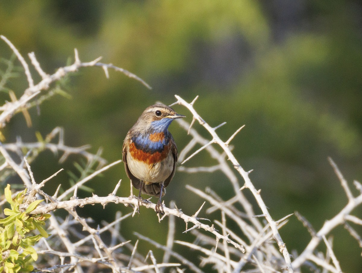 Bluethroat - ML642995039