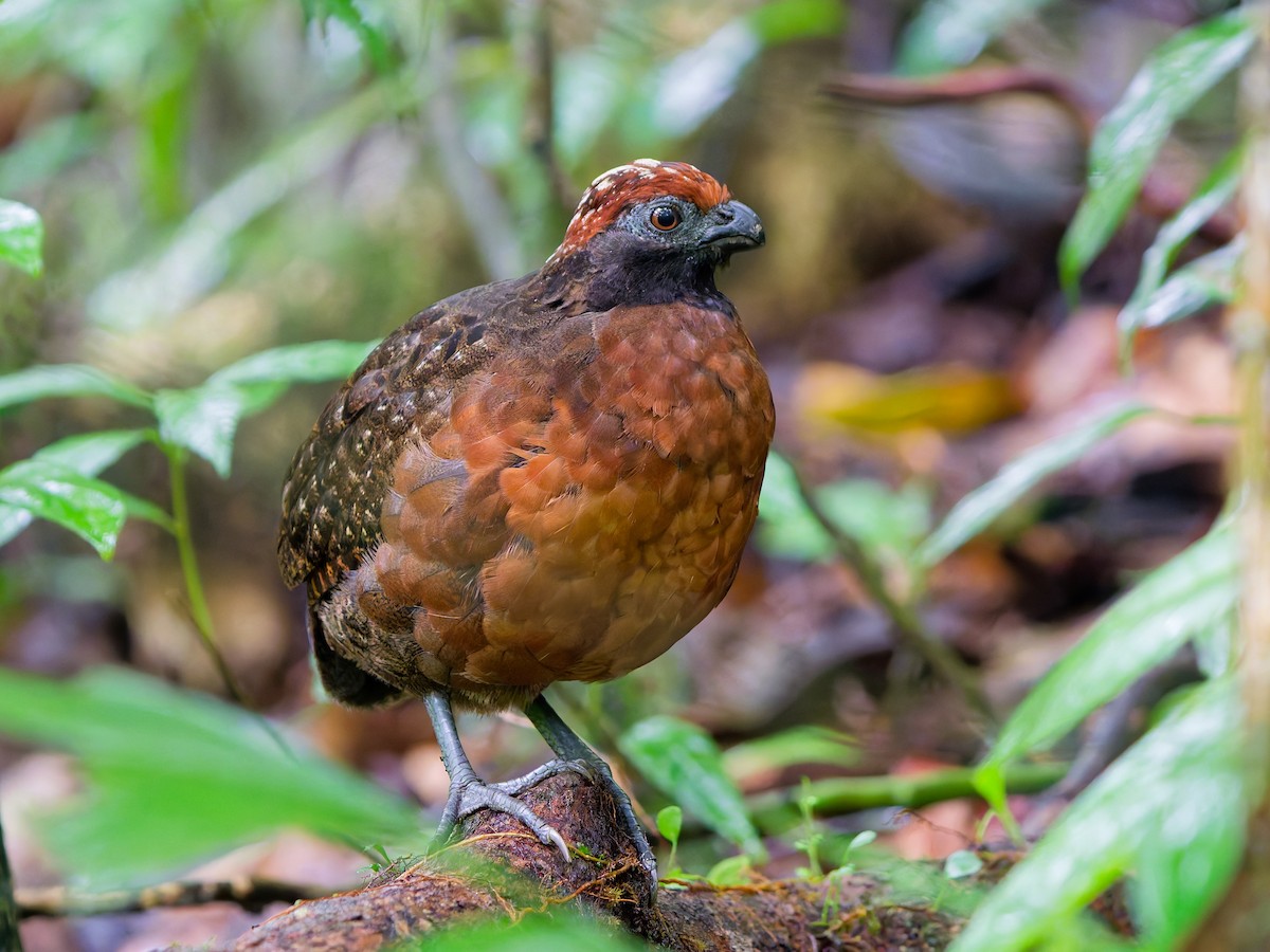 Black-eared Wood-Quail - ML642995044