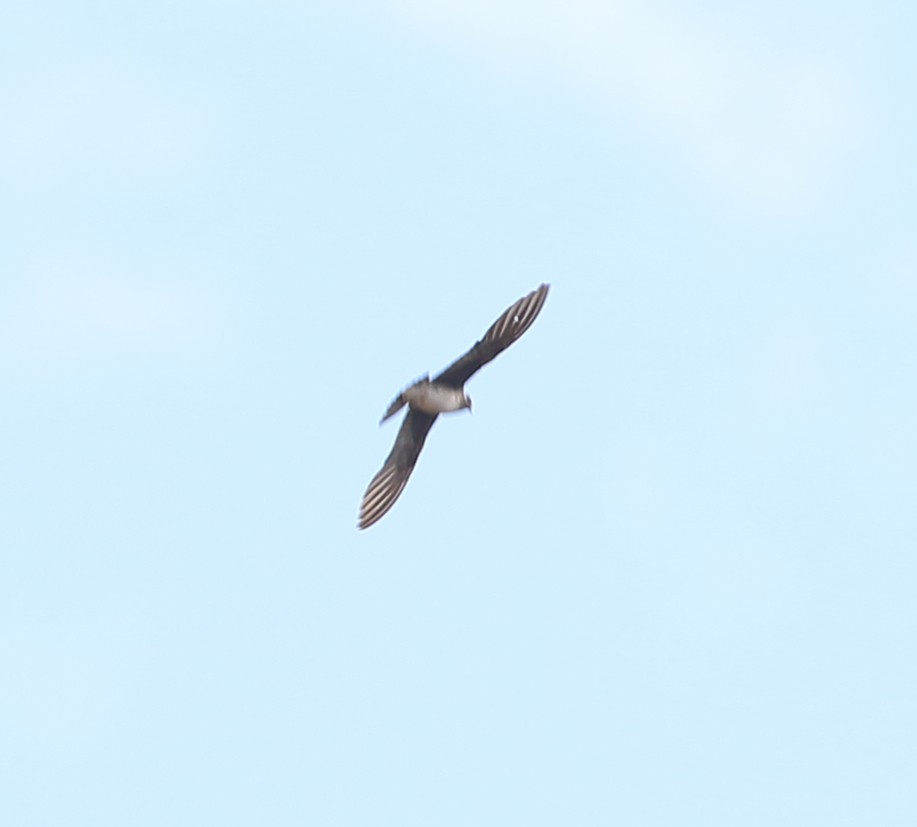Short-tailed Swift - ML642995051