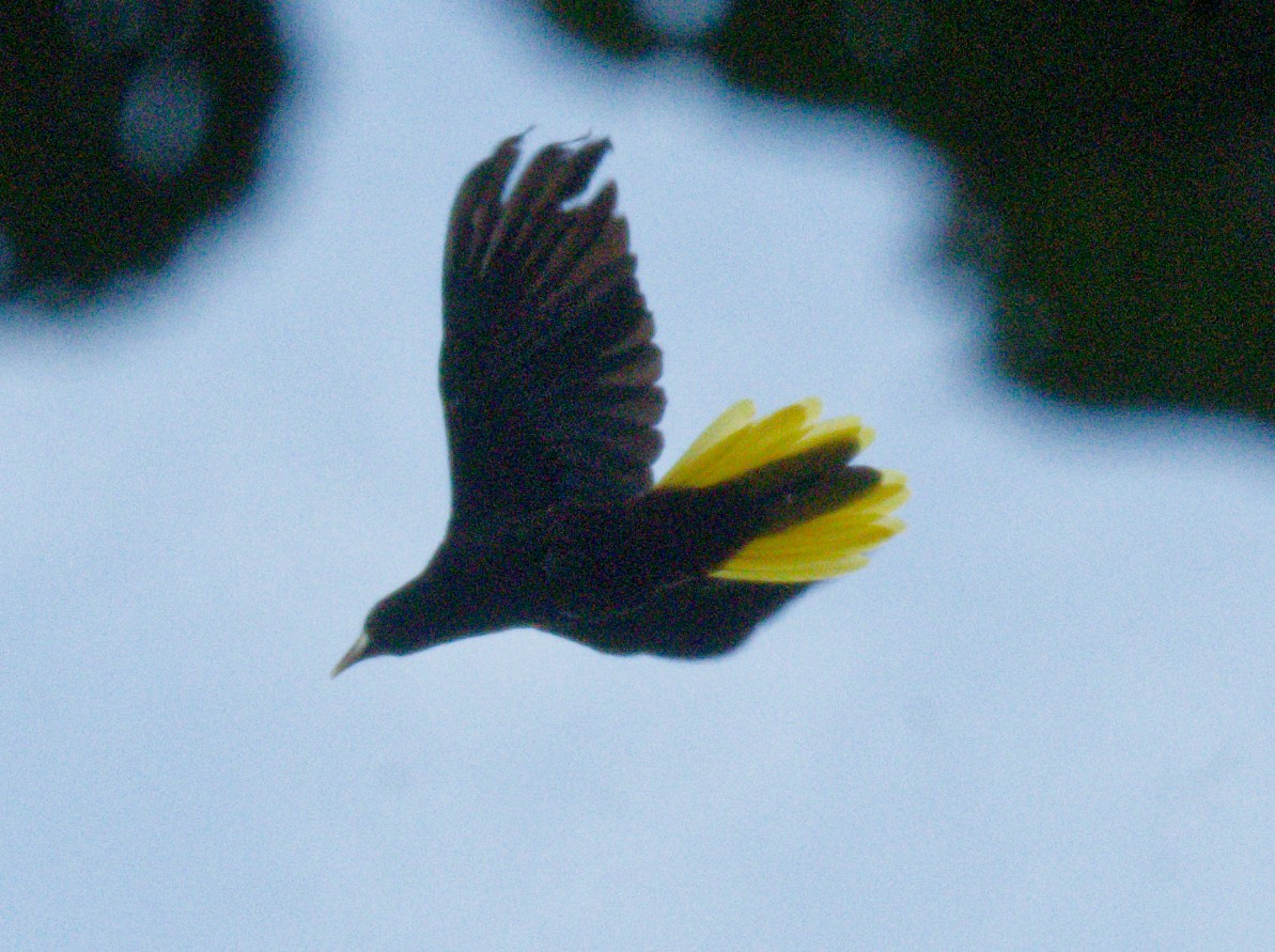 Crested Oropendola - ML642995056