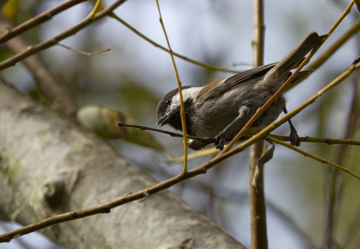 Chestnut-backed Chickadee - ML642995075